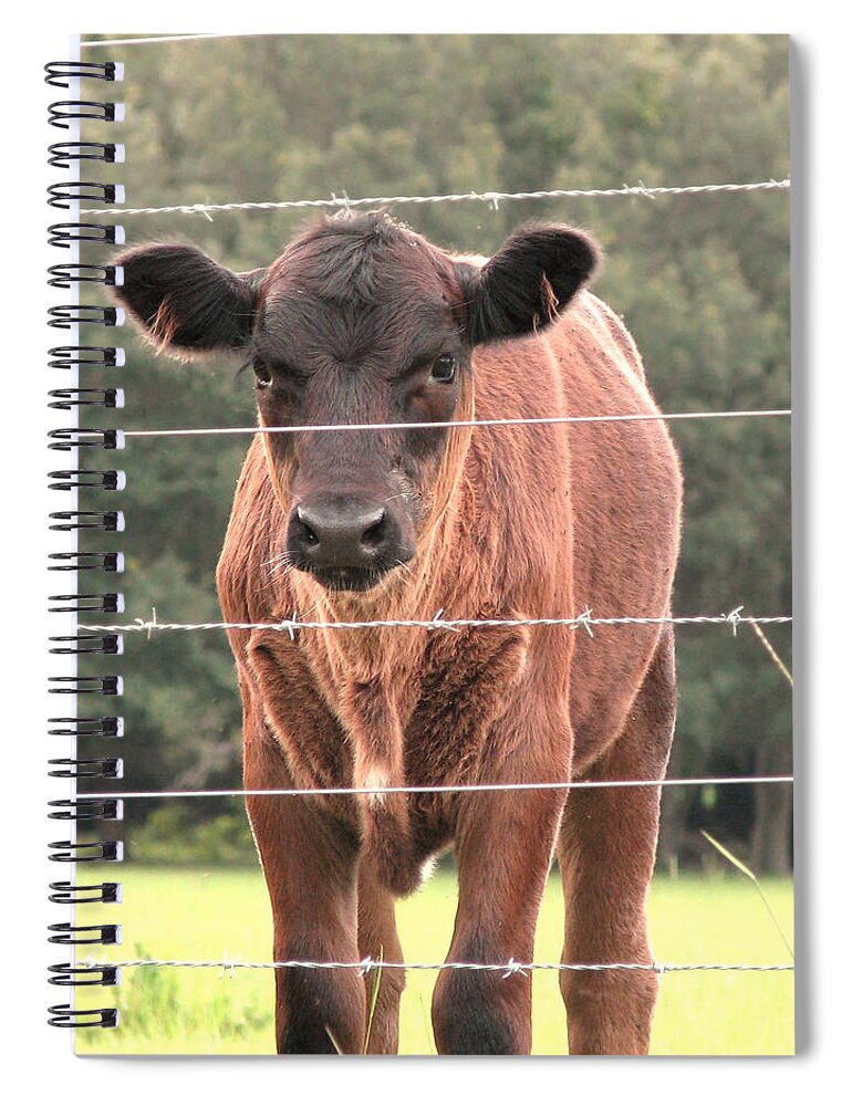 Nature Spiral Notebook featuring the photograph Cute Calf by Peggy Urban
