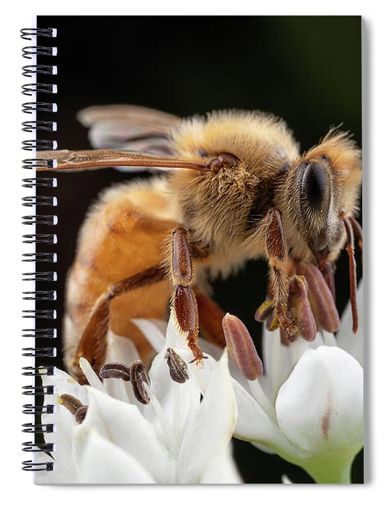 Bee Insect Insects Bees Apiary Macro Closeup Close-up Close Up Guacfuser Mega Extreme Flower Flowers Outside Outdoors Nature Natural Brian Hale Brianhalephoto Ma Mass Massachusetts Newengland New England U.s.a. Usa Spiral Notebook featuring the photograph Cute Honey Bee by Brian Hale