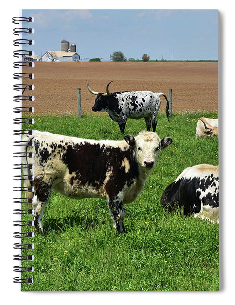 Cow Spiral Notebook featuring the photograph Cute Spotted Cows in a Field on a Spring Day by DejaVu Designs