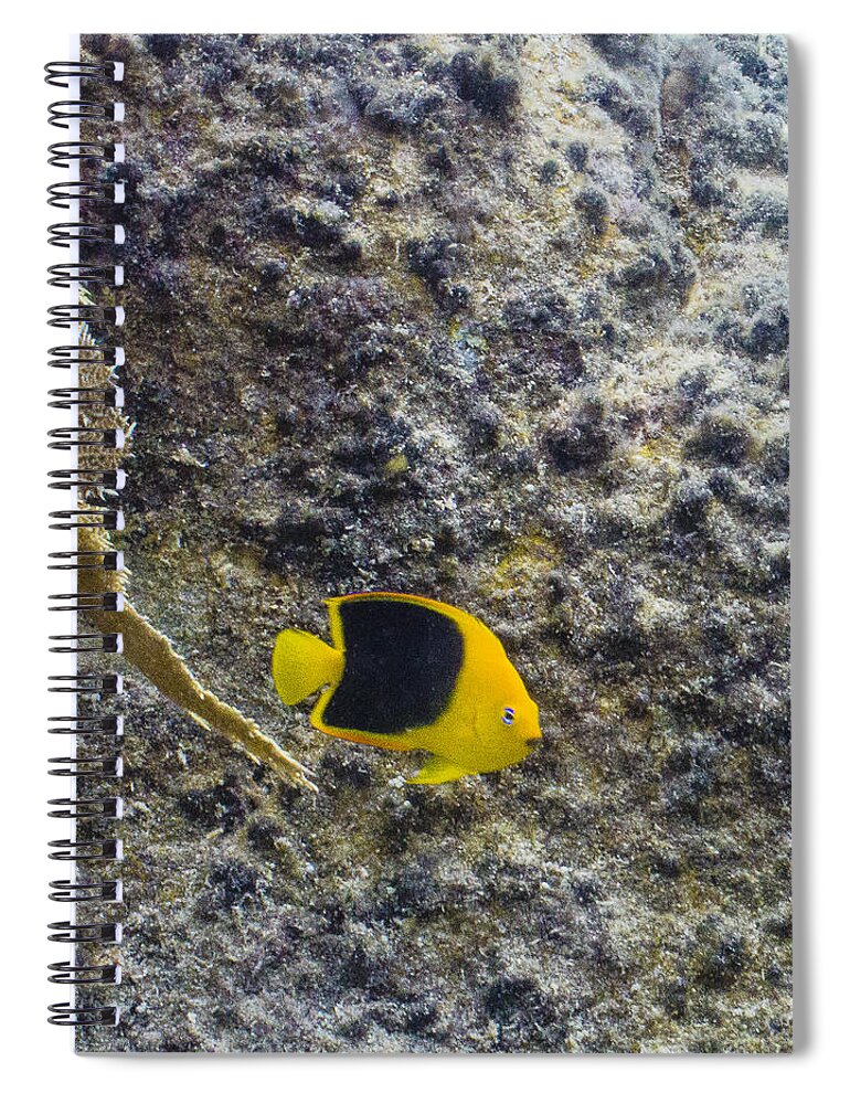 Ocean Spiral Notebook featuring the photograph Cutie Beauty by Lynne Browne