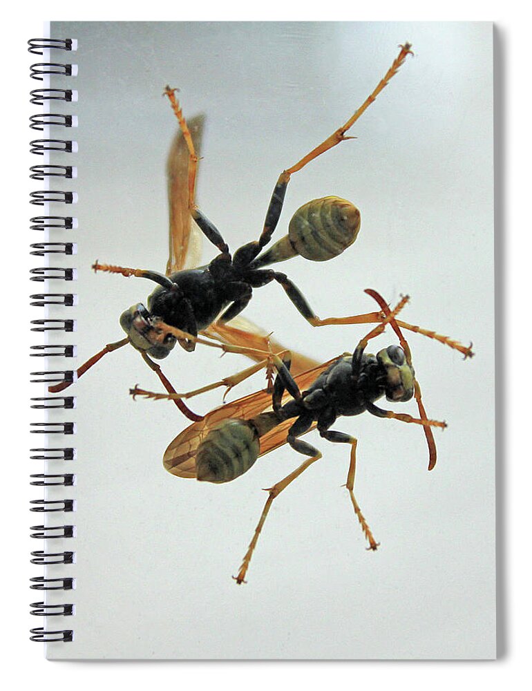 Insect Spiral Notebook featuring the photograph D2B6337 Wasps on Sonoma Mountain by Ed Cooper Photography