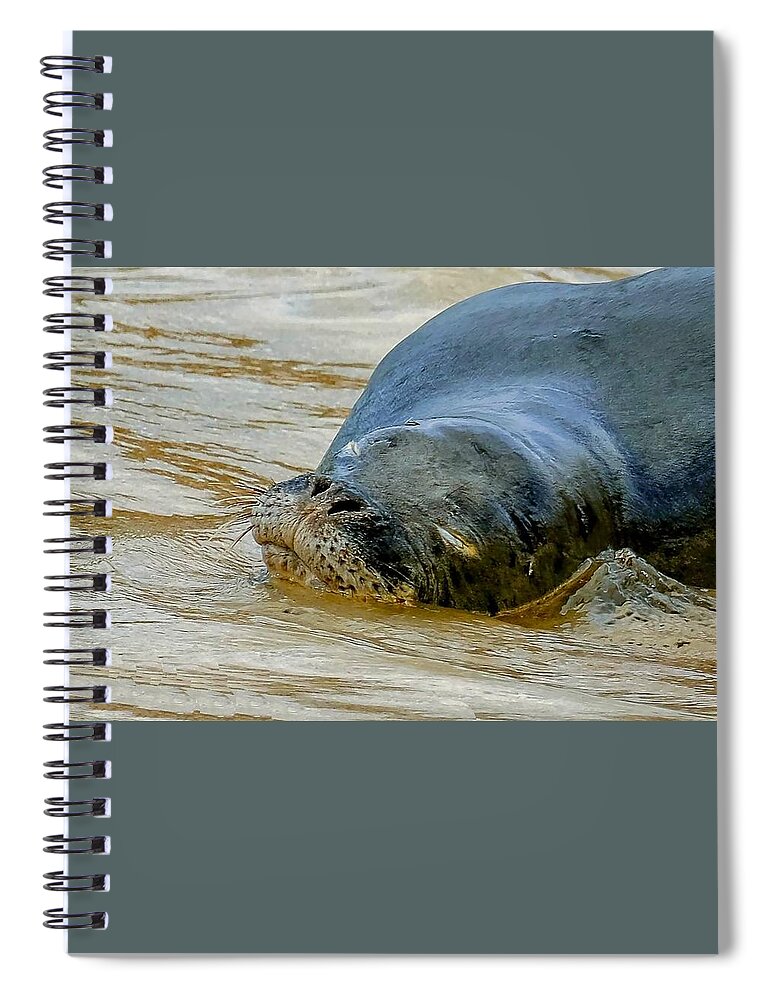 Hawaiian Monk Seals Spiral Notebook featuring the photograph Da Benny Sleeps by Melody Bentz