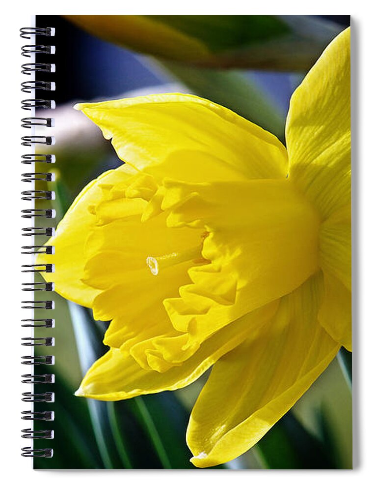 Daffodil Flower Spiral Notebook featuring the photograph Daffodil Flower Photo by Gwen Gibson