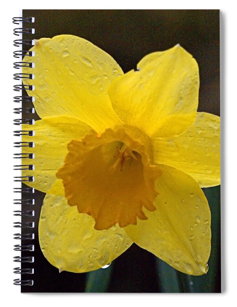 Spring Spiral Notebook featuring the photograph Daffodil I I by Newwwman