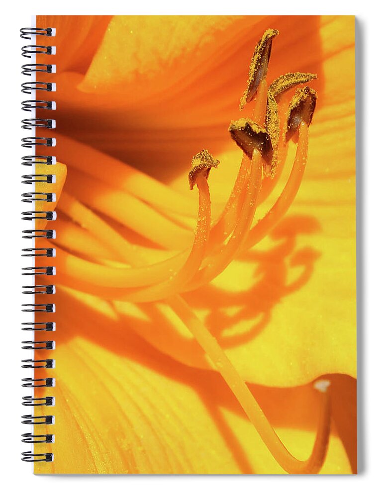 Daffodil Spiral Notebook featuring the photograph Daffodil - Peeping Tom 07 by Pamela Critchlow