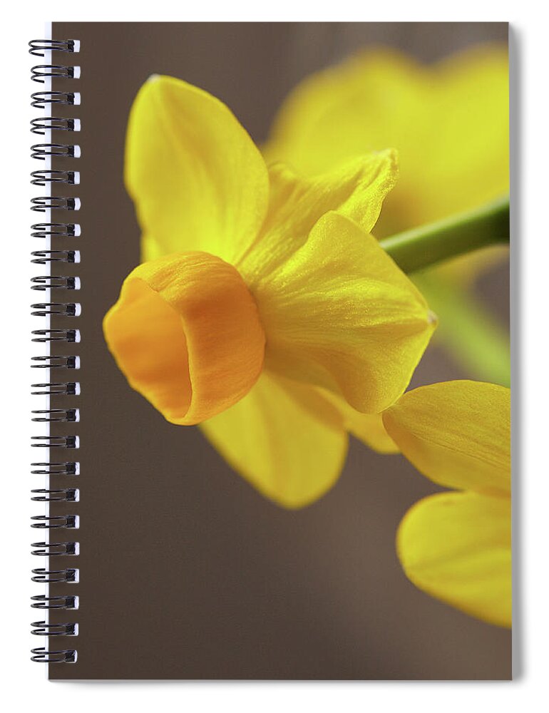 Garden Spiral Notebook featuring the photograph Daffodil sunrise by Garden Gate magazine