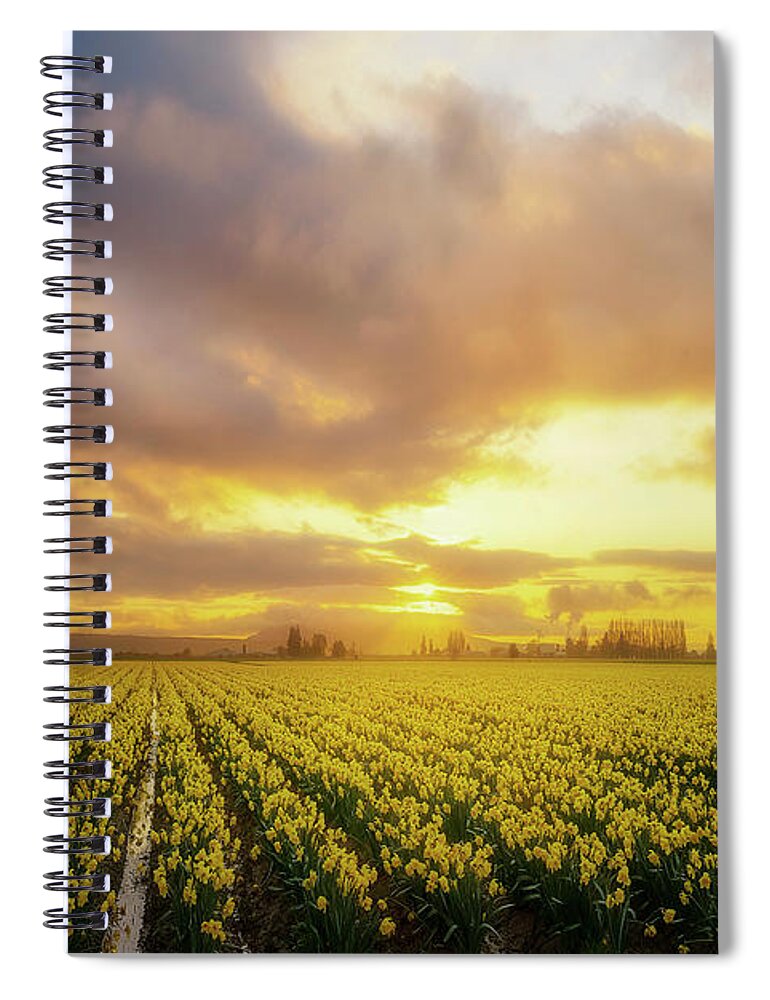 Daffodil Spiral Notebook featuring the photograph Daffodil Sunset by Ryan Manuel
