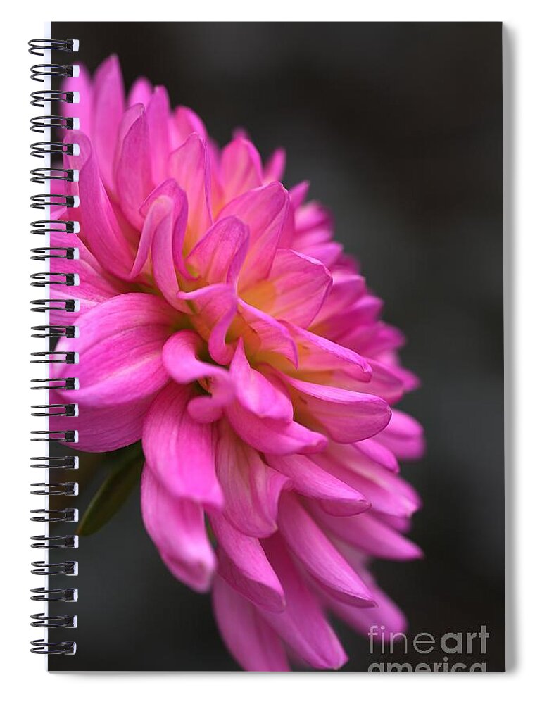 Dahlia Flower Spiral Notebook featuring the photograph Dahlia Drama by Joy Watson
