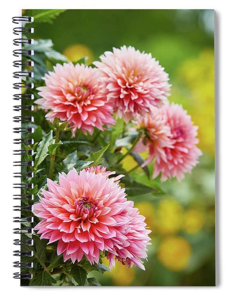 Garden Gate Spiral Notebook featuring the photograph Dahlia Passion Fruit by Garden Gate magazine
