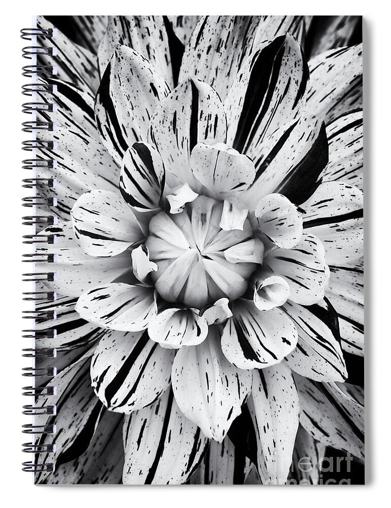 Dahlia Spiral Notebook featuring the photograph Dahlia Striped Vulcan by Tim Gainey
