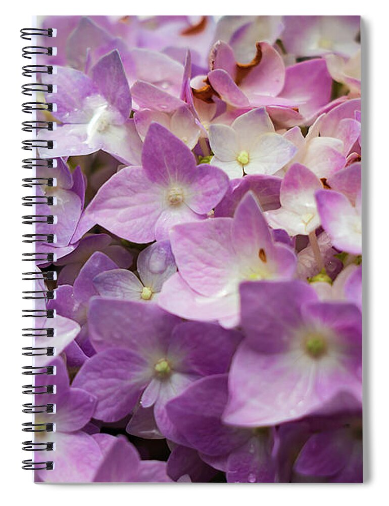 Pink Hydrangeas Spiral Notebook featuring the photograph Dainty Pink Hydrangeas by Elizabeth Dow