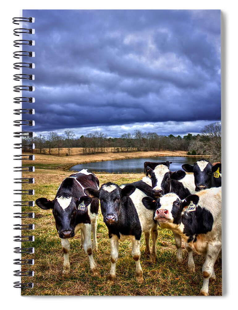 Reid Callaway Dairy Heifer Groupies 2 Spiral Notebook featuring the photograph Dairy Heifer Groupies Future Chick-fil-A Starrs by Reid Callaway