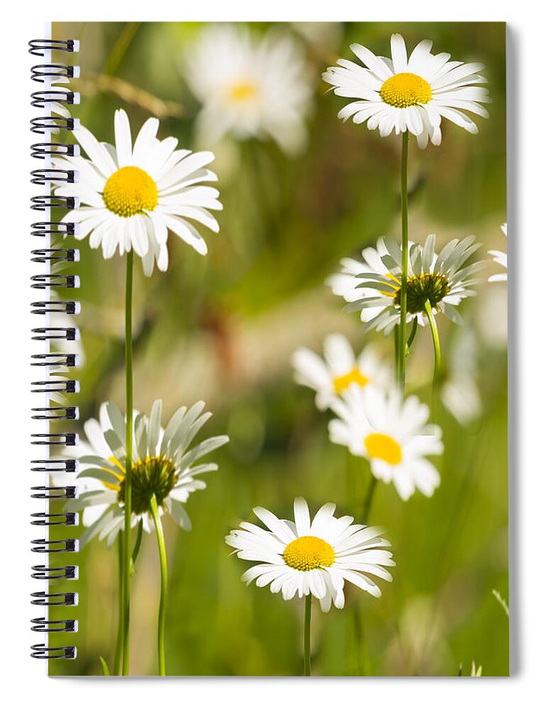 Daisies Spiral Notebook featuring the photograph Daisies Galore 2014-1 by Thomas Young