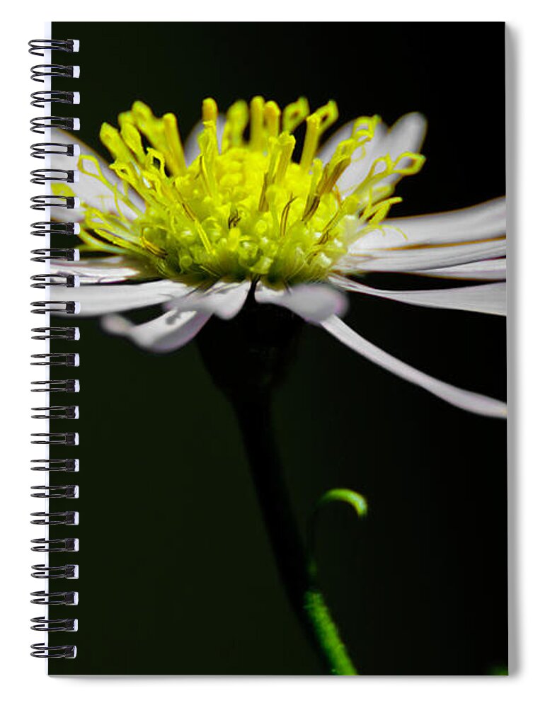 Daisy Spiral Notebook featuring the photograph Daisy center stage by Wolfgang Stocker