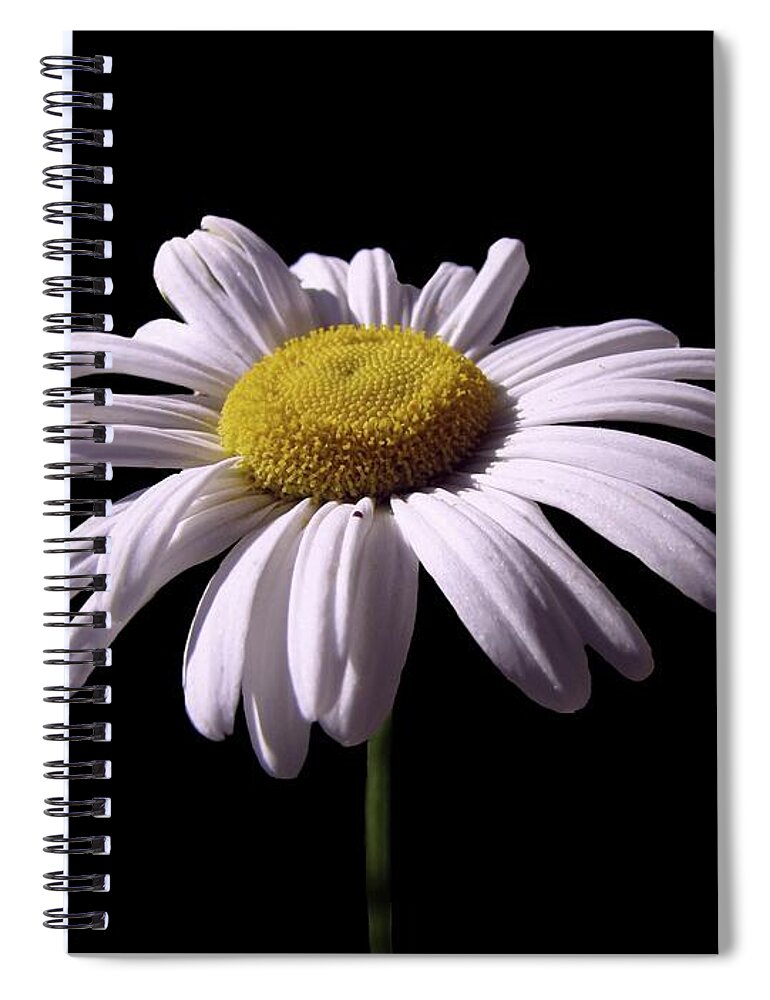 Daisy Spiral Notebook featuring the photograph Daisy by David Dehner