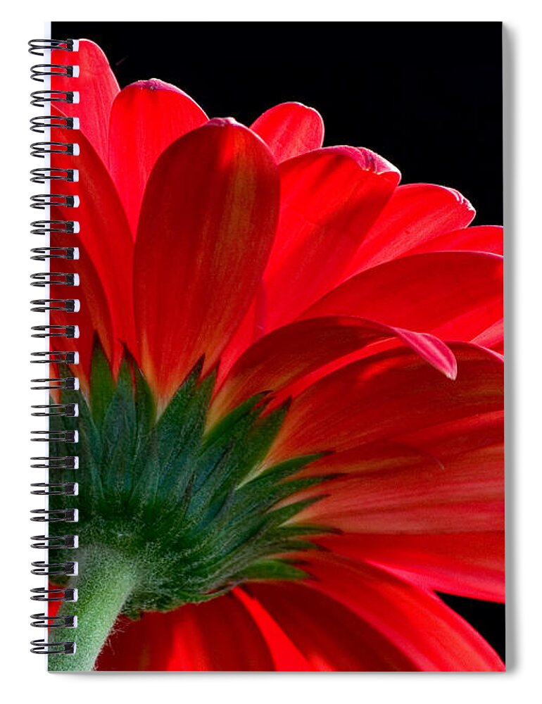 Daisy Spiral Notebook featuring the digital art Daisy in the Sun by Judi Quelland