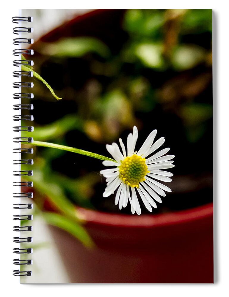 Daisy Spiral Notebook featuring the photograph Daisy or What. by Elena Perelman