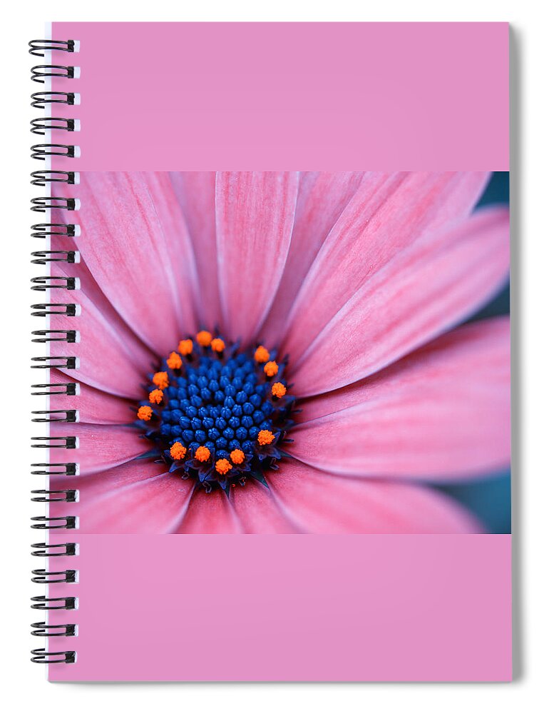 Daisy Spiral Notebook featuring the photograph Daisy by Yuka Kato
