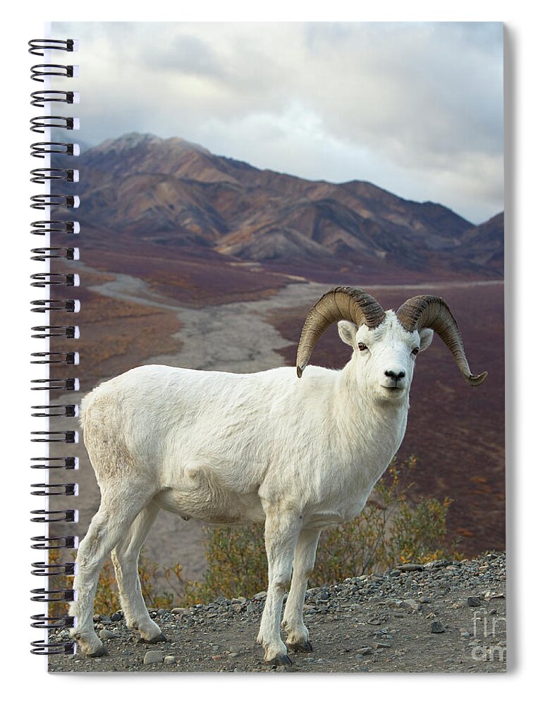 00440953 Spiral Notebook featuring the photograph Dalls Sheep in Denali by Yva Momatiuk John Eastcott
