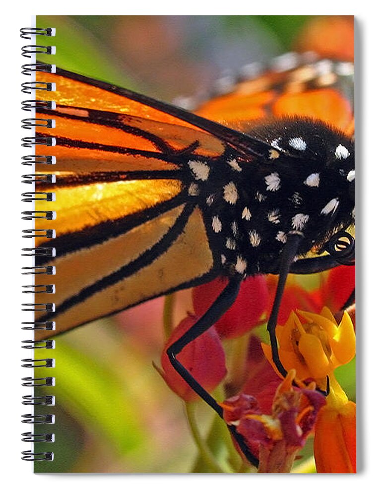 Insects Spiral Notebook featuring the photograph Danaus Plexippus by Juergen Roth