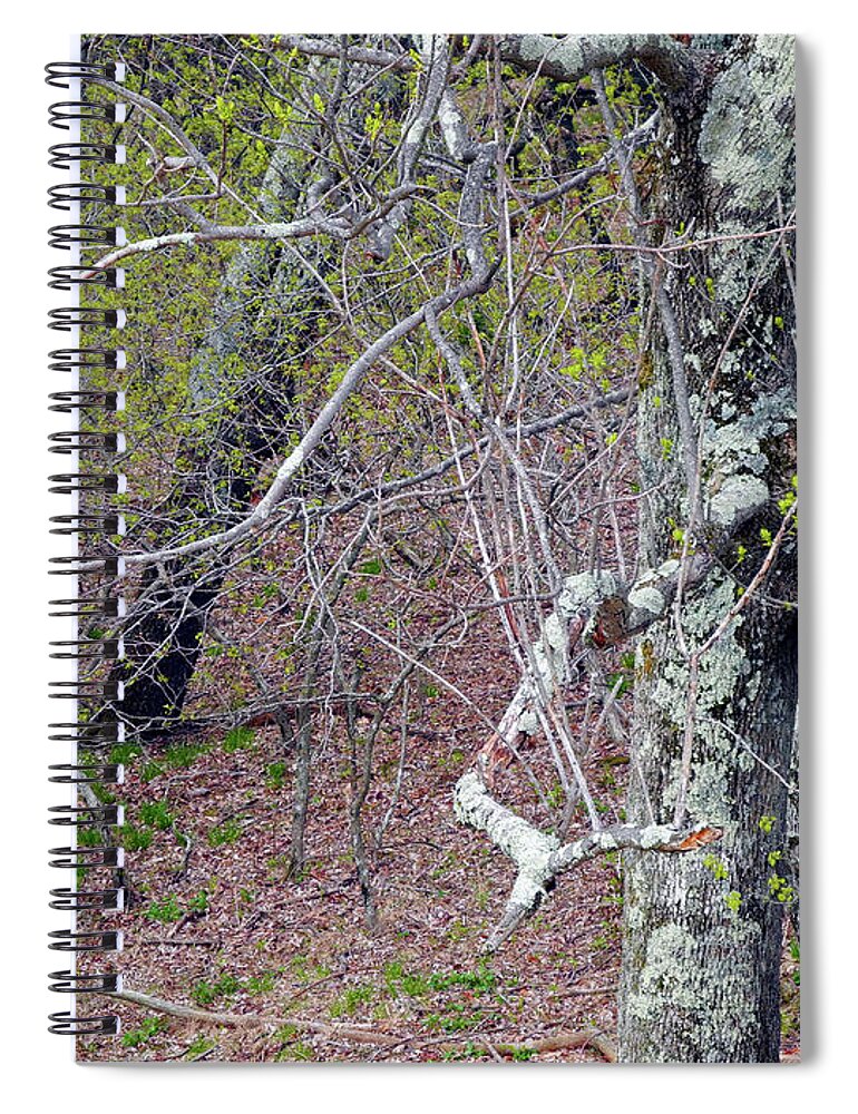 Bare Spiral Notebook featuring the photograph Dance of Branches by Lynda Lehmann