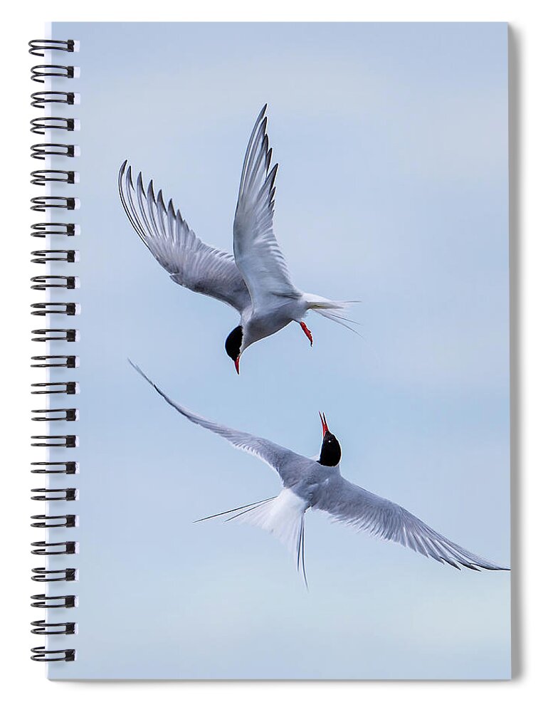 Dancing Arctic Terns Spiral Notebook featuring the photograph Dancing Arctic Terns by Torbjorn Swenelius