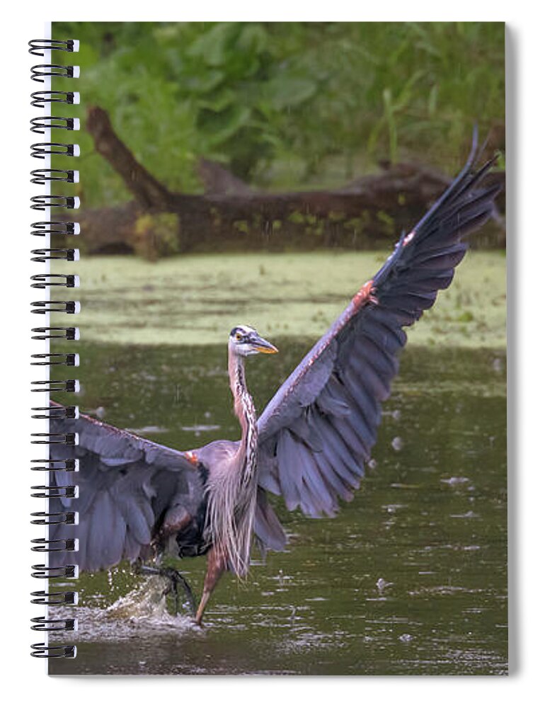Great Blue Heron Spiral Notebook featuring the photograph Dancing in the Rain by Susan Rissi Tregoning