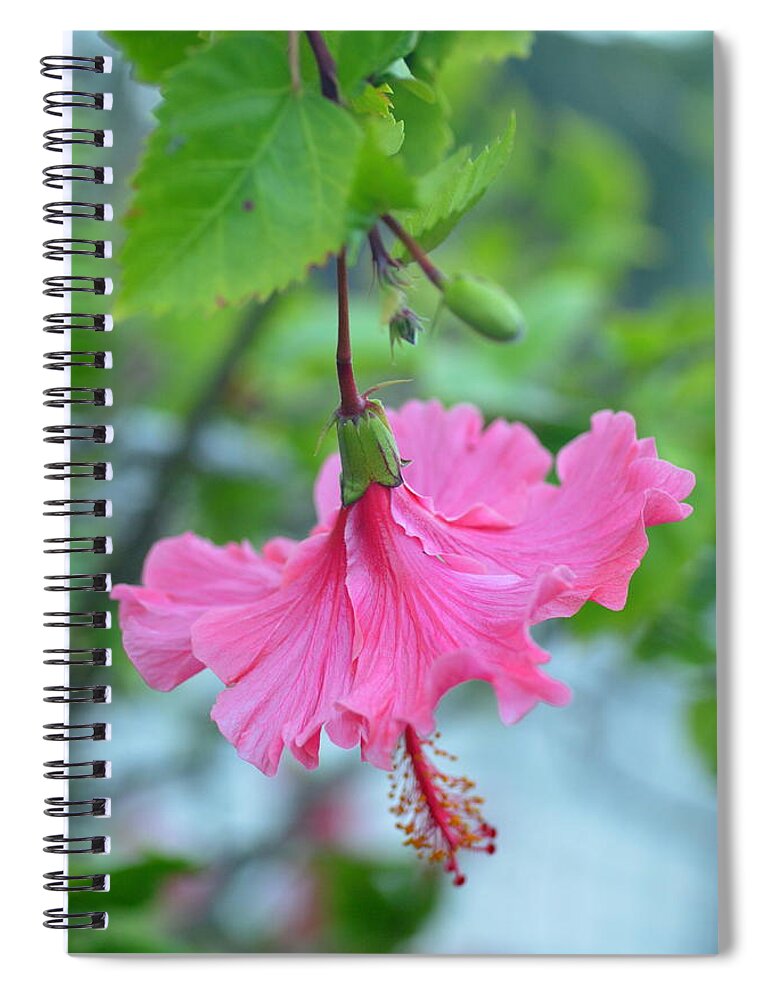 Flower Spiral Notebook featuring the photograph Dancing Lady Pink Hibiscus by Amy Fose