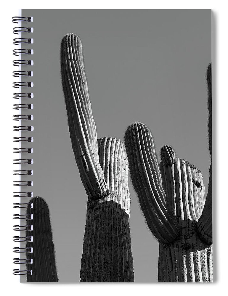 Desert Spiral Notebook featuring the photograph Dancing Saguaros by Jeff Hubbard
