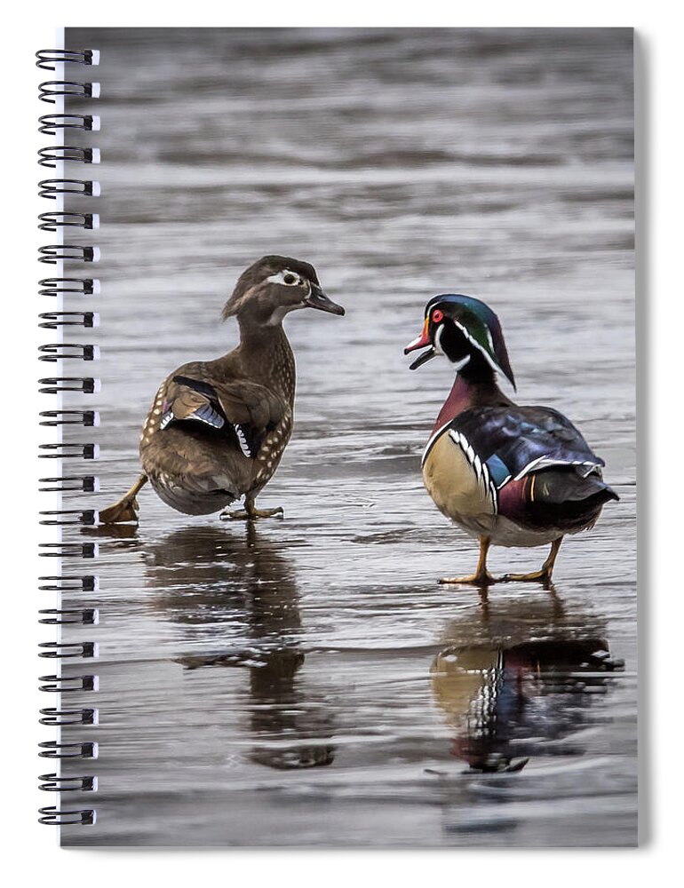 Duck Spiral Notebook featuring the photograph Dancing Wood Ducks by Paul Freidlund