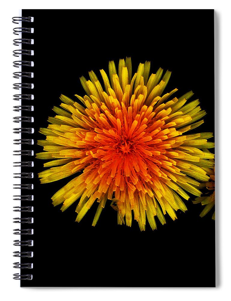 Dandelion Spiral Notebook featuring the photograph Dandelion Contrast by Dylan Punke