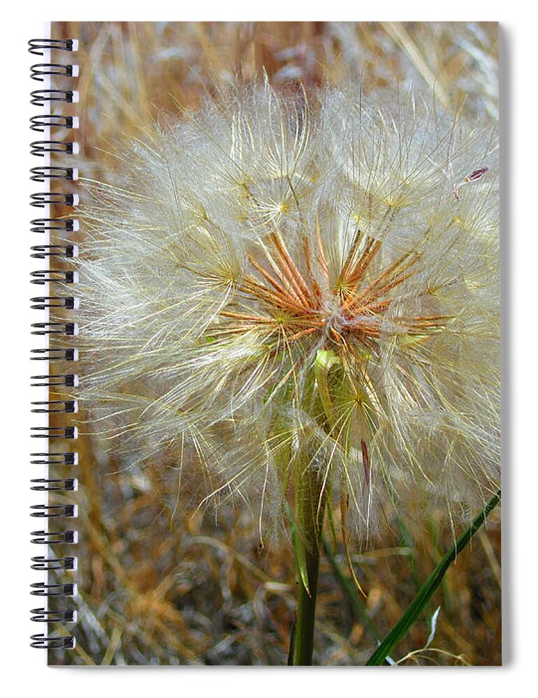 Weed Spiral Notebook featuring the photograph Dandelion by Jennifer Muller