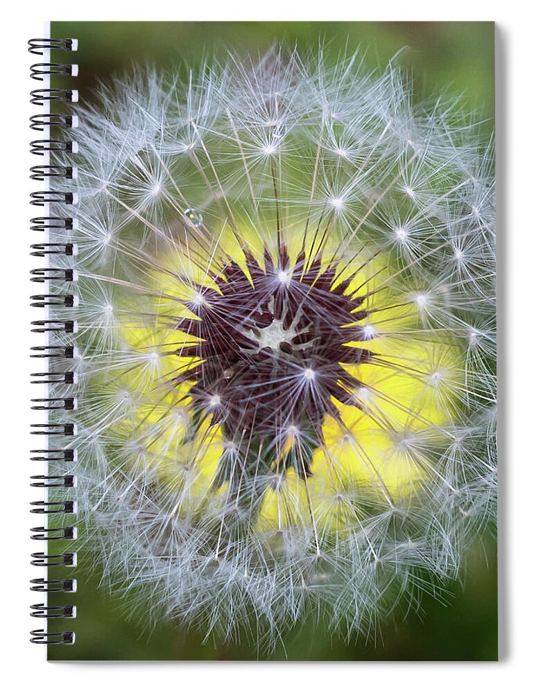 Terry D Photography Spiral Notebook featuring the photograph Dandelion Square by Terry DeLuco