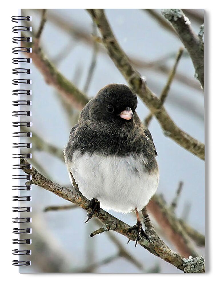 Dark Eyed Junco Spiral Notebook featuring the photograph Dark Eyed Junco in the winter by Jackson Pearson
