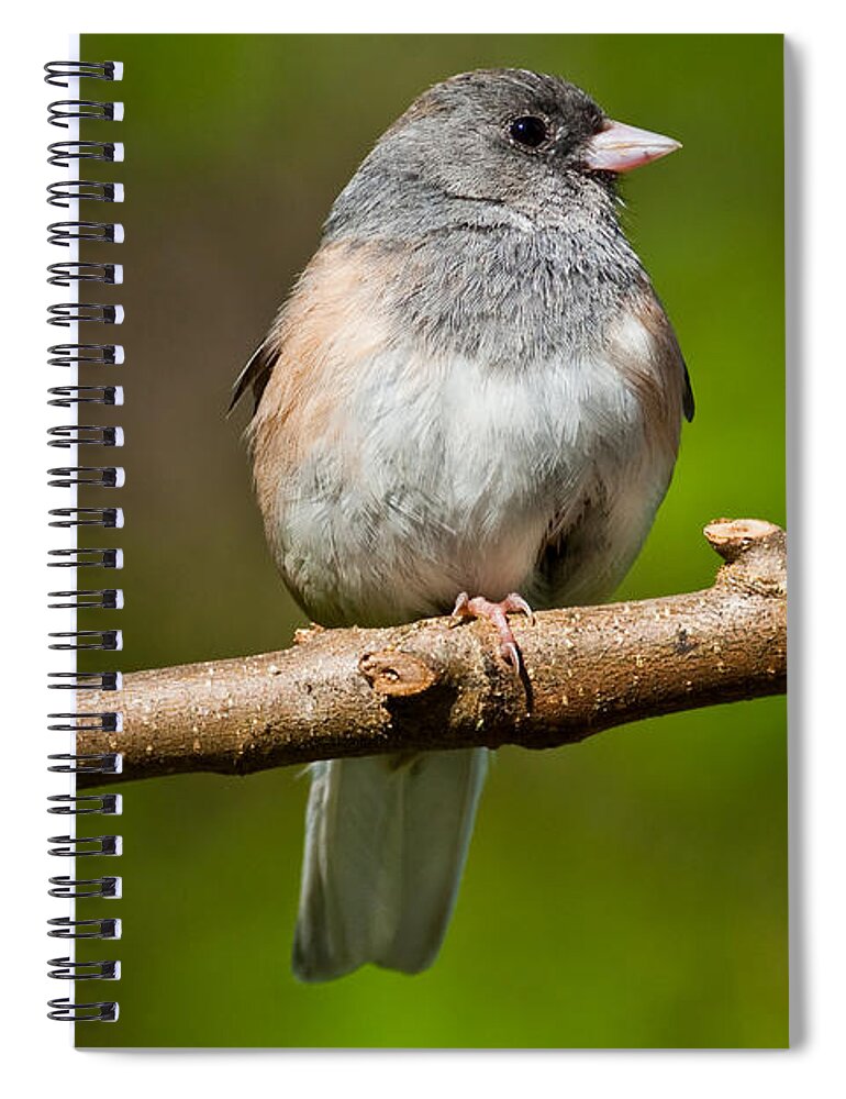 Adult Spiral Notebook featuring the photograph Dark Eyed Junco Perched on a Branch by Jeff Goulden