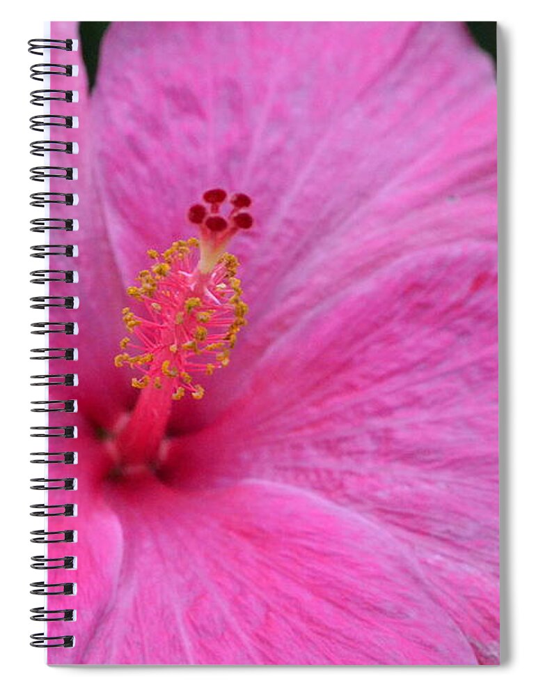 Flower Spiral Notebook featuring the photograph Dark Pink Hibiscus 1 by Amy Fose