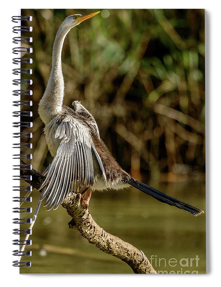 Bird Spiral Notebook featuring the photograph Darter 01 by Werner Padarin