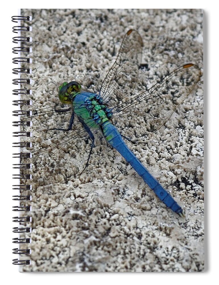 Dragonfly Spiral Notebook featuring the photograph Darter by Peter Ponzio