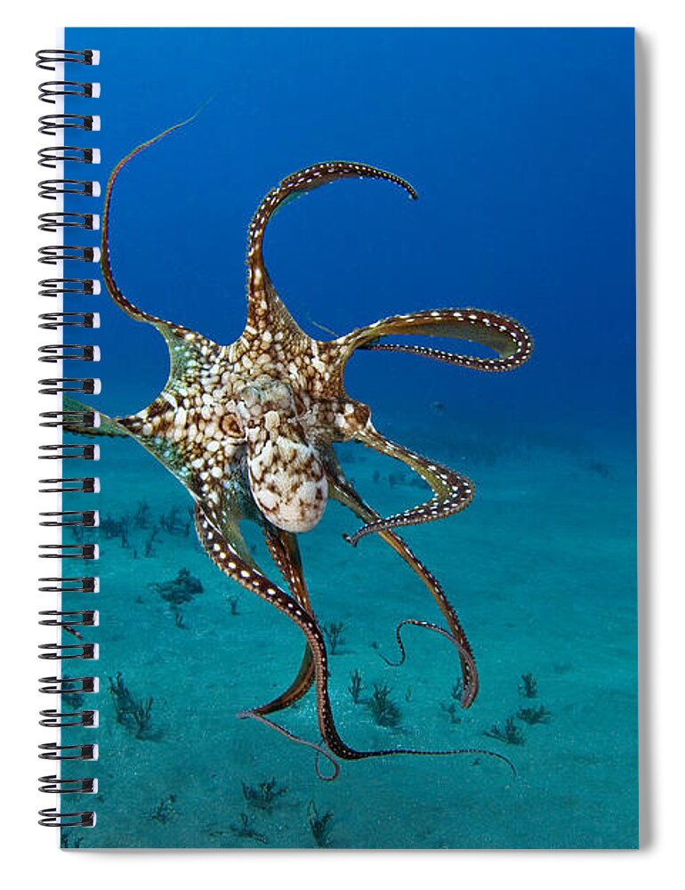 Animal Art Spiral Notebook featuring the photograph Day Octopus by Dave Fleetham - Printscapes
