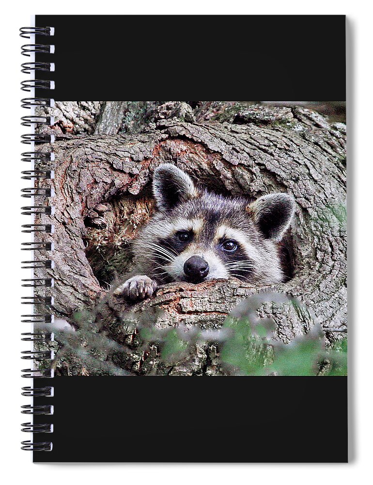 Raccoon Spiral Notebook featuring the photograph Daydreaming II by Gina Fitzhugh