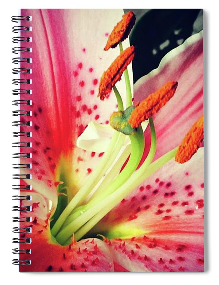 Garden Spiral Notebook featuring the photograph Pink Day Lily Close up by Christine Chin-Fook
