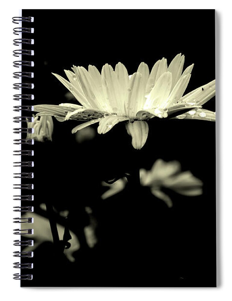 Daisy Spiral Notebook featuring the photograph Day's Eye by Carol Senske