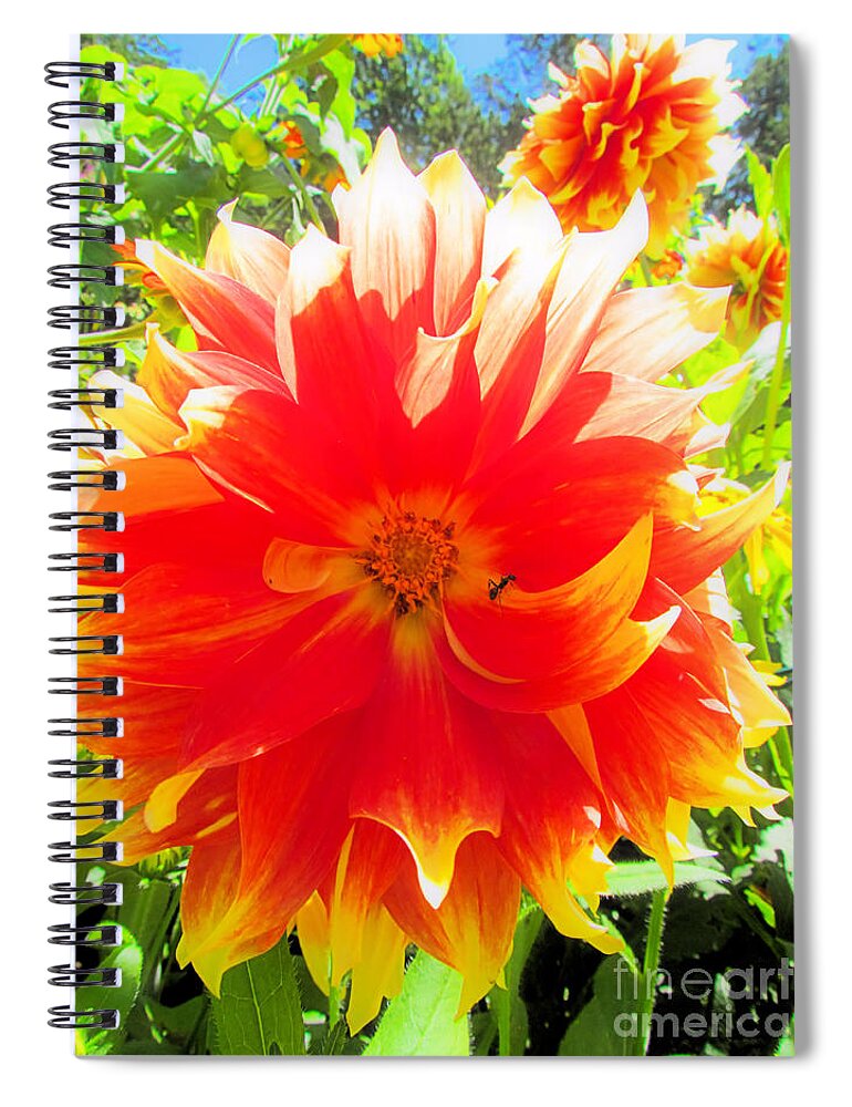 Dahlia Spiral Notebook featuring the photograph Dazzling Dahlia by Elizabeth Dow