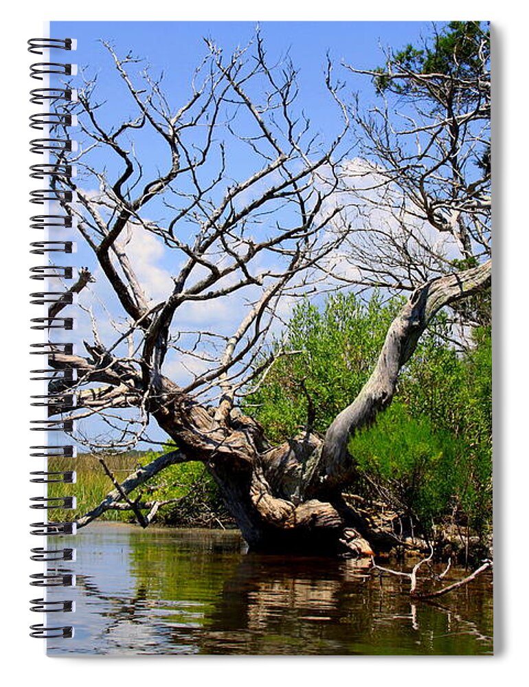 Dead Tree Spiral Notebook featuring the photograph Dead Cedar Tree in Waccasassa Preserve by Barbara Bowen