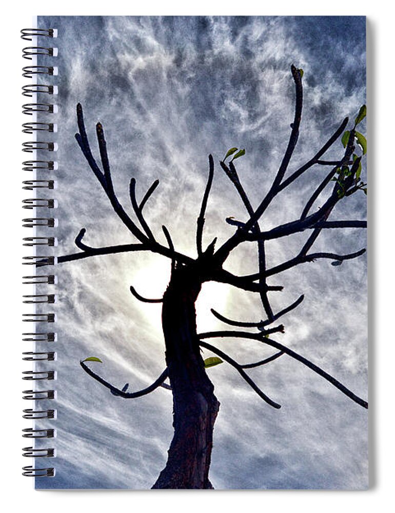 Dead Tree In St Johns Antigua Spiral Notebook featuring the photograph Dead Tree in St. Johns Antigua by Bill Swartwout