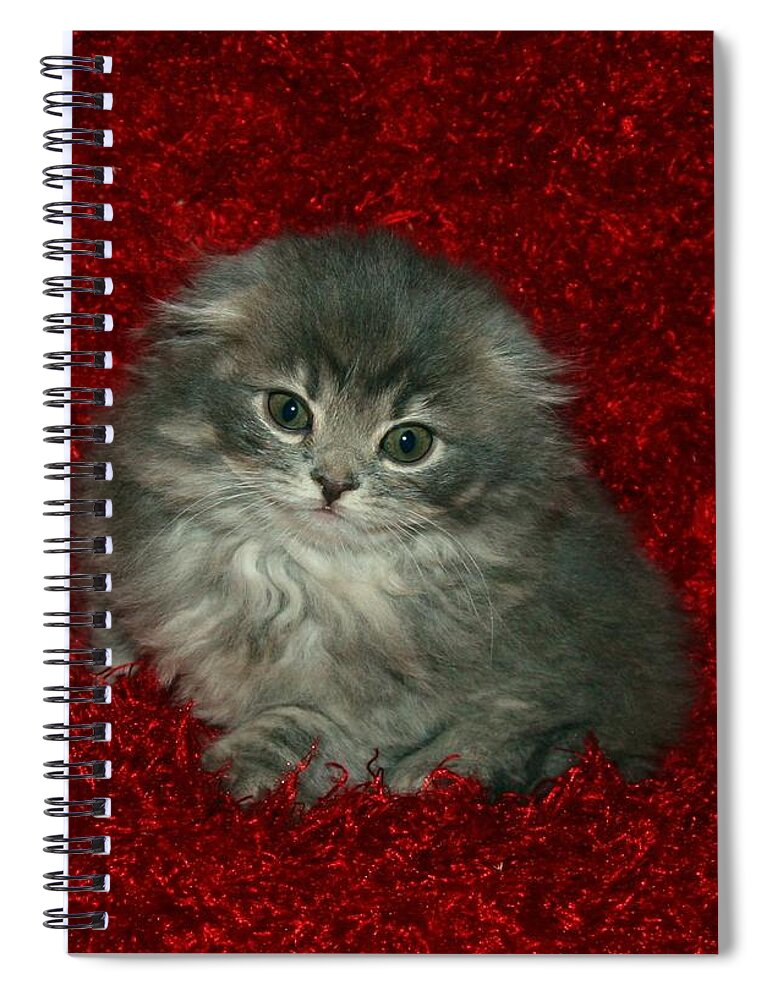 Scottish Fold Spiral Notebook featuring the pyrography December 2007 by Robert Morin