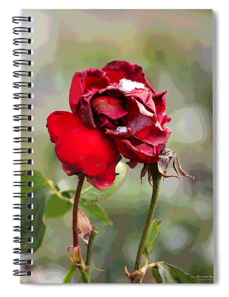 Flower Spiral Notebook featuring the digital art December Rose #12 by Brian Gryphon