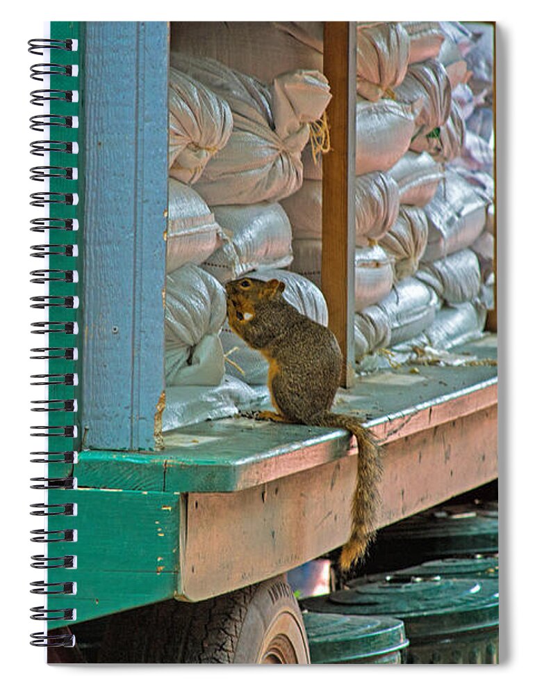 Squirrel Spiral Notebook featuring the photograph Decisions Decisions by Alana Thrower