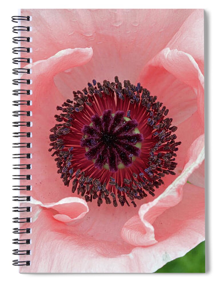 Flower Spiral Notebook featuring the photograph Deep Pink by Jim Gillen