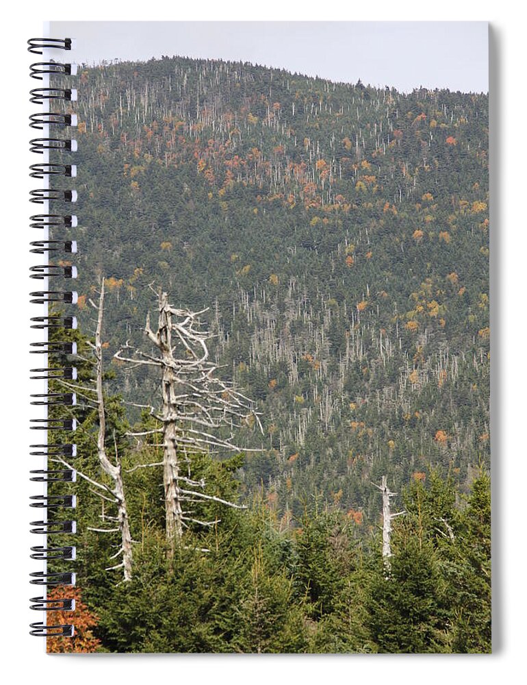Dead Tree Spiral Notebook featuring the photograph Deeper Into Forest by Allen Nice-Webb